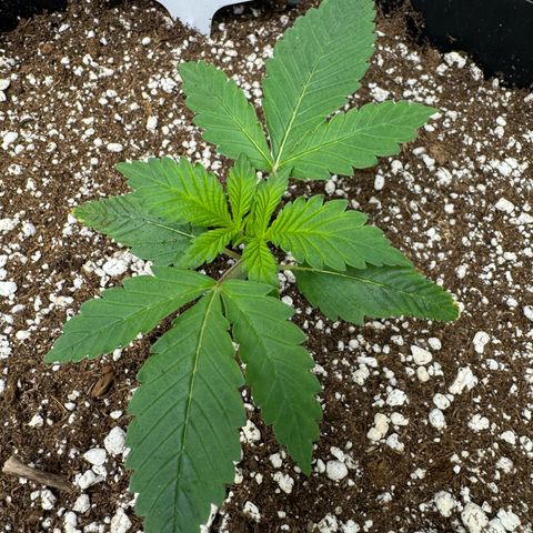 Strawberry Gorilla Auto growlog timeline photo