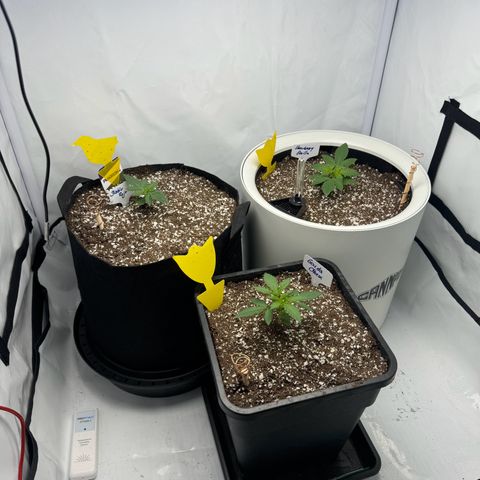 Strawberry Gorilla Auto growlog timeline photo