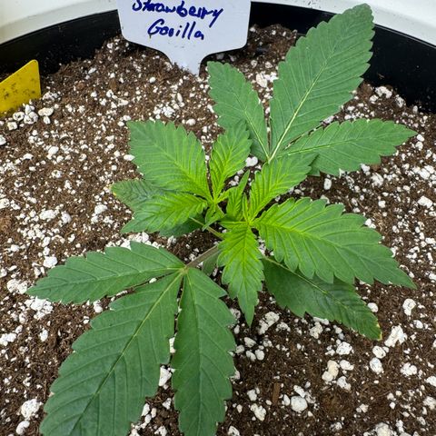 Strawberry Gorilla Auto growlog timeline photo