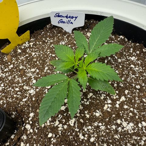 Strawberry Gorilla Auto growlog timeline photo