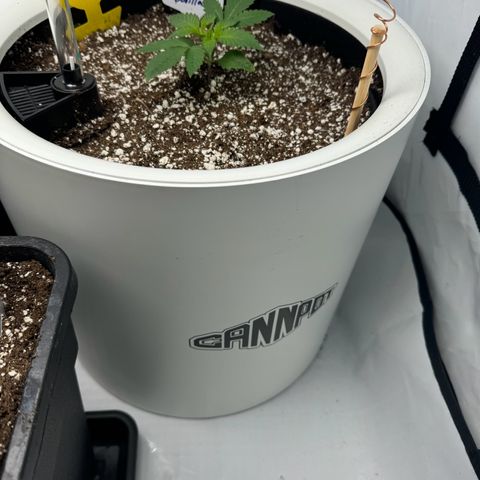 Strawberry Gorilla Auto growlog timeline photo