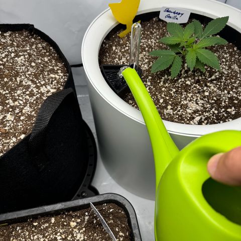 Strawberry Gorilla Auto growlog timeline photo