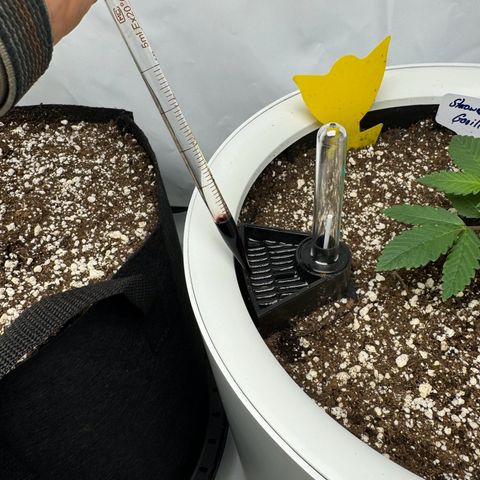 Strawberry Gorilla Auto growlog timeline photo