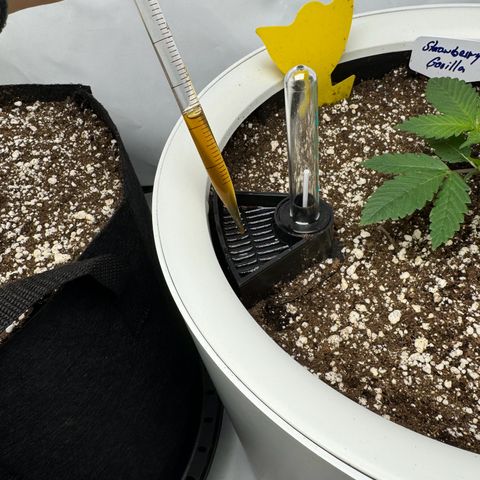 Strawberry Gorilla Auto growlog timeline photo