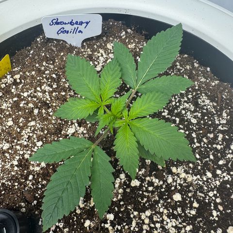 Strawberry Gorilla Auto growlog timeline photo