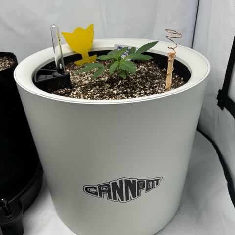 Strawberry Gorilla Auto growlog timeline photo