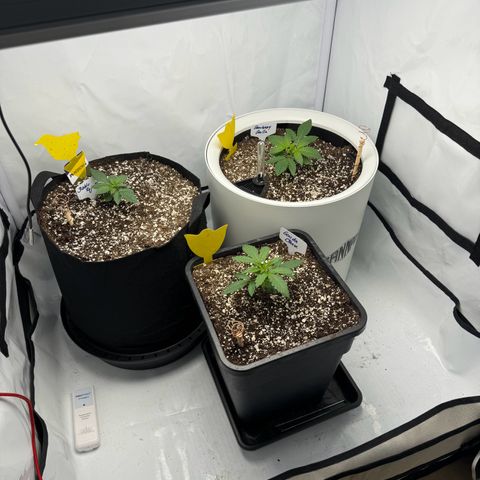 Strawberry Gorilla Auto growlog timeline photo
