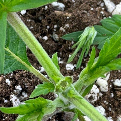 Strawberry Gorilla Auto growlog timeline photo