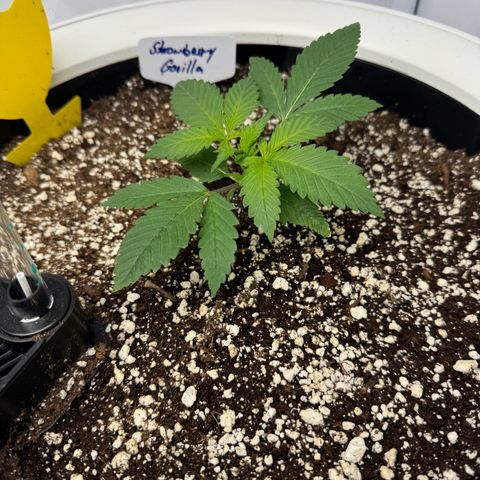Strawberry Gorilla Auto growlog timeline photo