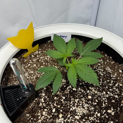 Strawberry Gorilla Auto growlog timeline photo