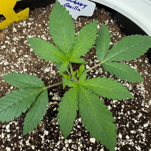 Strawberry Gorilla Auto growlog timeline photo