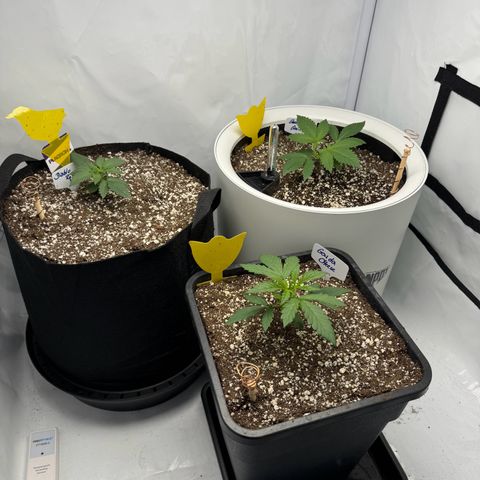 Strawberry Gorilla Auto growlog timeline photo