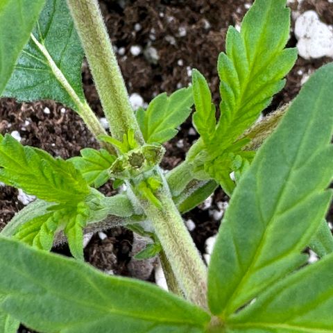 Strawberry Gorilla Auto growlog timeline photo