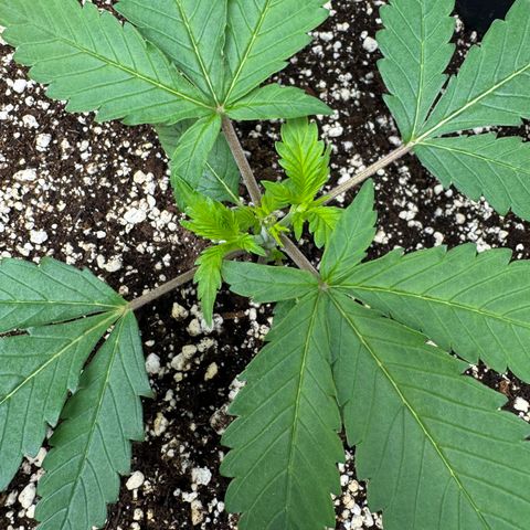 Strawberry Gorilla Auto growlog timeline photo