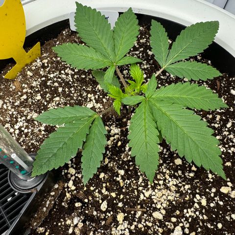 Strawberry Gorilla Auto growlog timeline photo