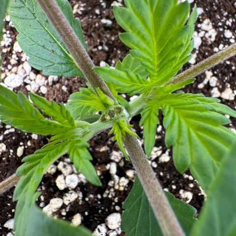 Strawberry Gorilla Auto growlog timeline photo