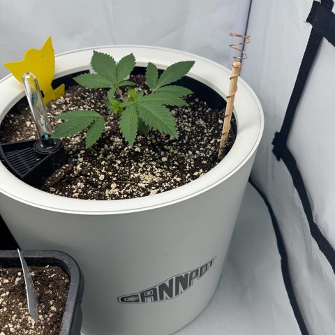 Strawberry Gorilla Auto growlog timeline photo