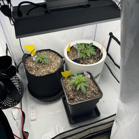 Strawberry Gorilla Auto growlog timeline photo