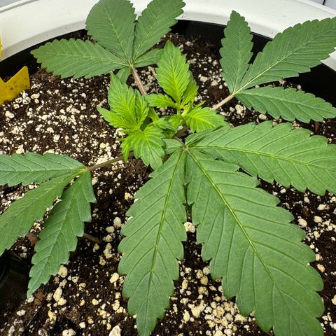 Strawberry Gorilla Auto growlog timeline photo