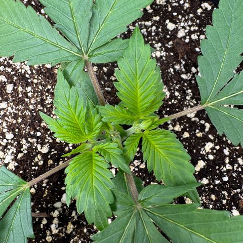 Strawberry Gorilla Auto growlog timeline photo