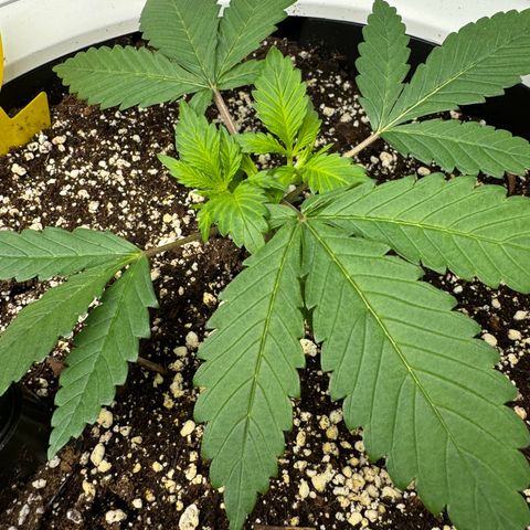 Strawberry Gorilla Auto growlog timeline photo