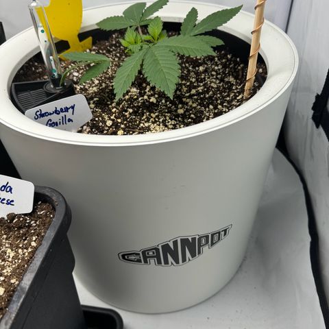 Strawberry Gorilla Auto growlog timeline photo