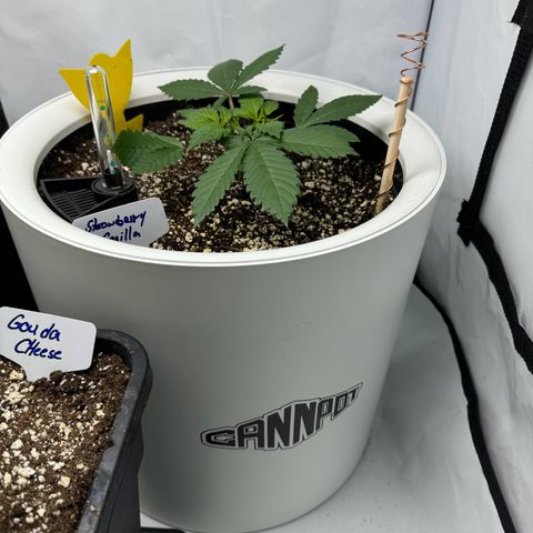 Strawberry Gorilla Auto growlog timeline photo