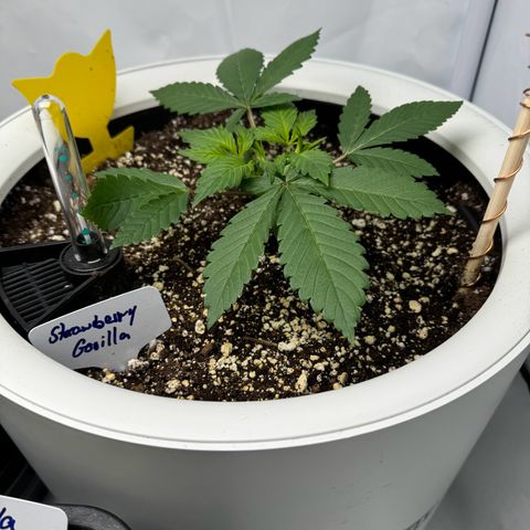 Strawberry Gorilla Auto growlog timeline photo