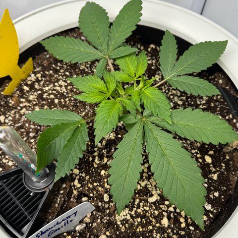 Strawberry Gorilla Auto growlog timeline photo