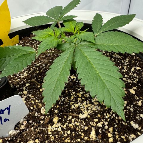Strawberry Gorilla Auto growlog timeline photo