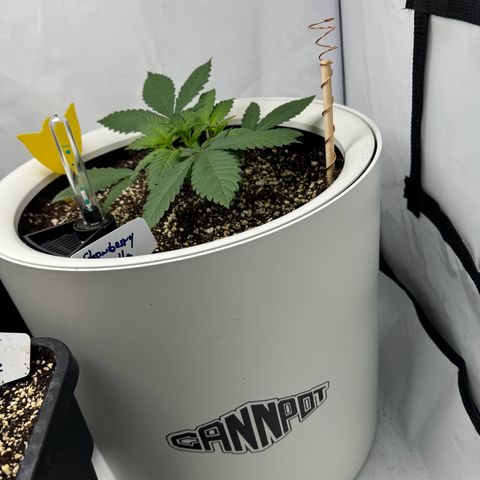 Strawberry Gorilla Auto growlog timeline photo
