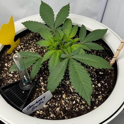 Strawberry Gorilla Auto growlog timeline photo
