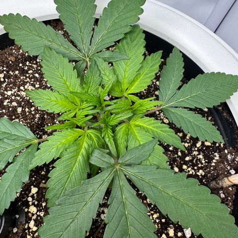 Strawberry Gorilla Auto growlog timeline photo