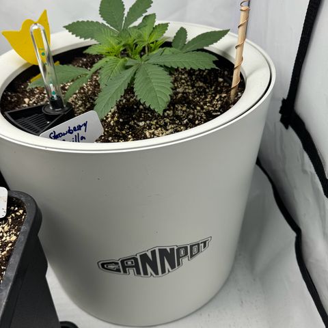 Strawberry Gorilla Auto growlog timeline photo