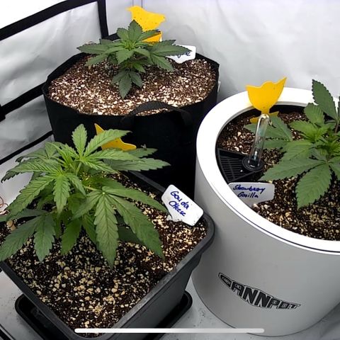 Strawberry Gorilla Auto growlog timeline photo
