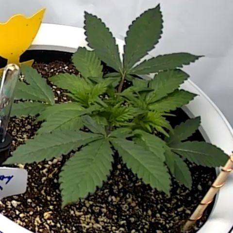Strawberry Gorilla Auto growlog timeline photo