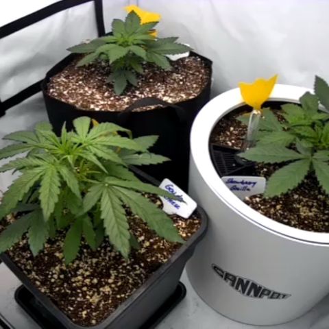 Strawberry Gorilla Auto growlog timeline photo