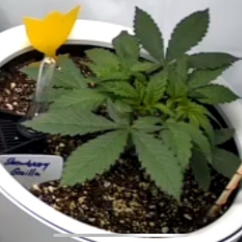 Strawberry Gorilla Auto growlog timeline photo