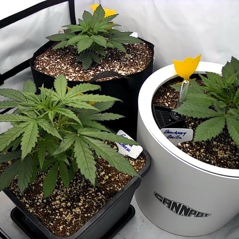 Strawberry Gorilla Auto growlog timeline photo
