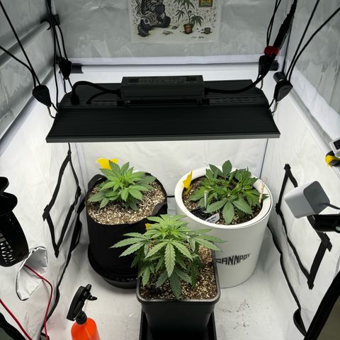 Strawberry Gorilla Auto growlog timeline photo
