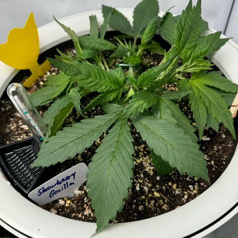 Strawberry Gorilla Auto growlog timeline photo