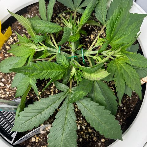 Strawberry Gorilla Auto growlog timeline photo