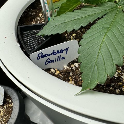 Strawberry Gorilla Auto growlog timeline photo