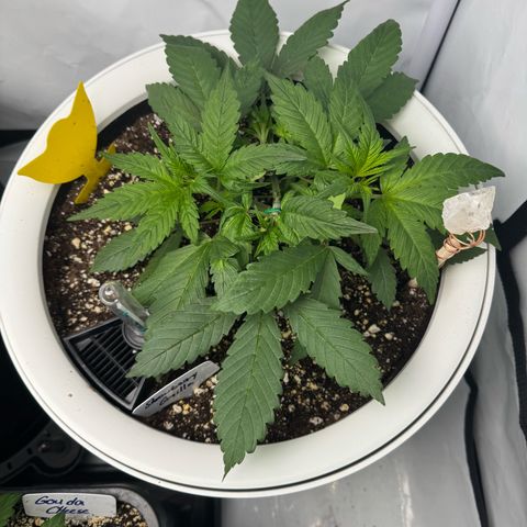 Strawberry Gorilla Auto growlog timeline photo