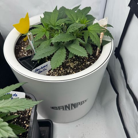 Strawberry Gorilla Auto growlog timeline photo