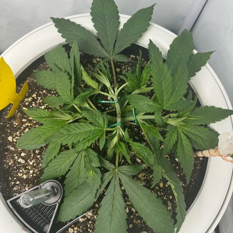 Strawberry Gorilla Auto growlog timeline photo