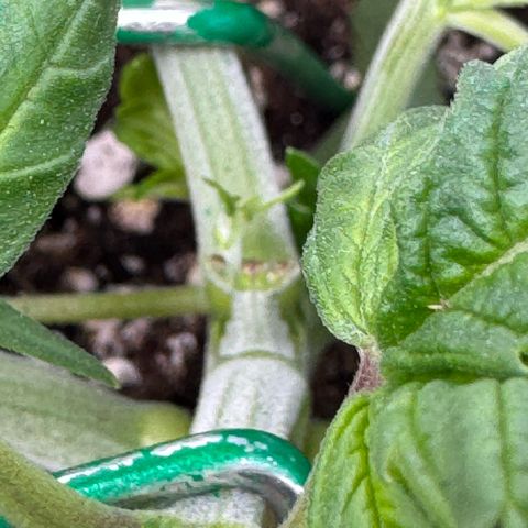 Strawberry Gorilla Auto growlog timeline photo