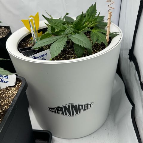 Strawberry Gorilla Auto growlog timeline photo