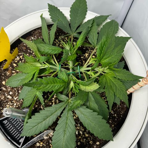 Strawberry Gorilla Auto growlog timeline photo