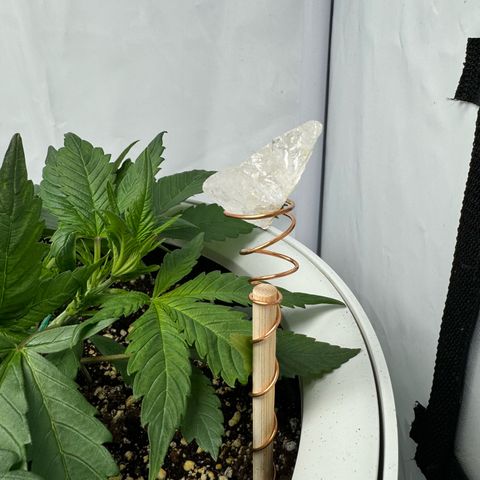 Strawberry Gorilla Auto growlog timeline photo